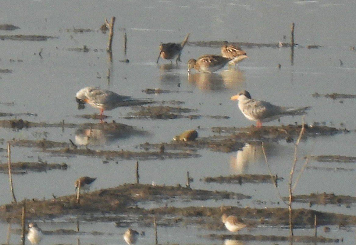 חרטומית ביצות - ML652965900