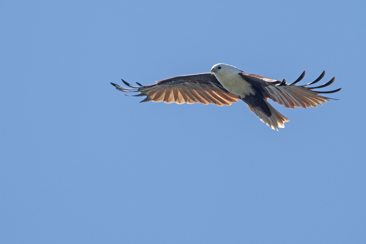 Brahminy Kite - ML652965901