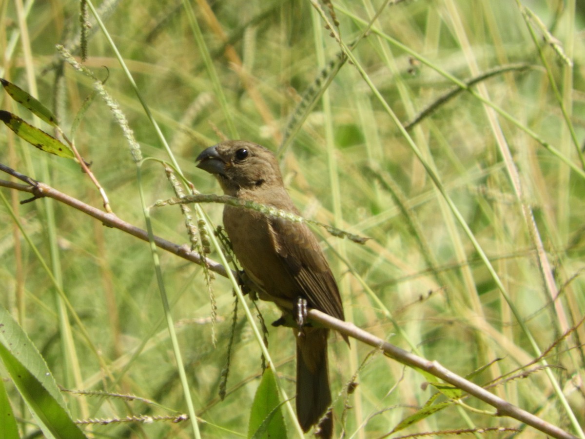 Glaucous-blue Grosbeak - ML652965903