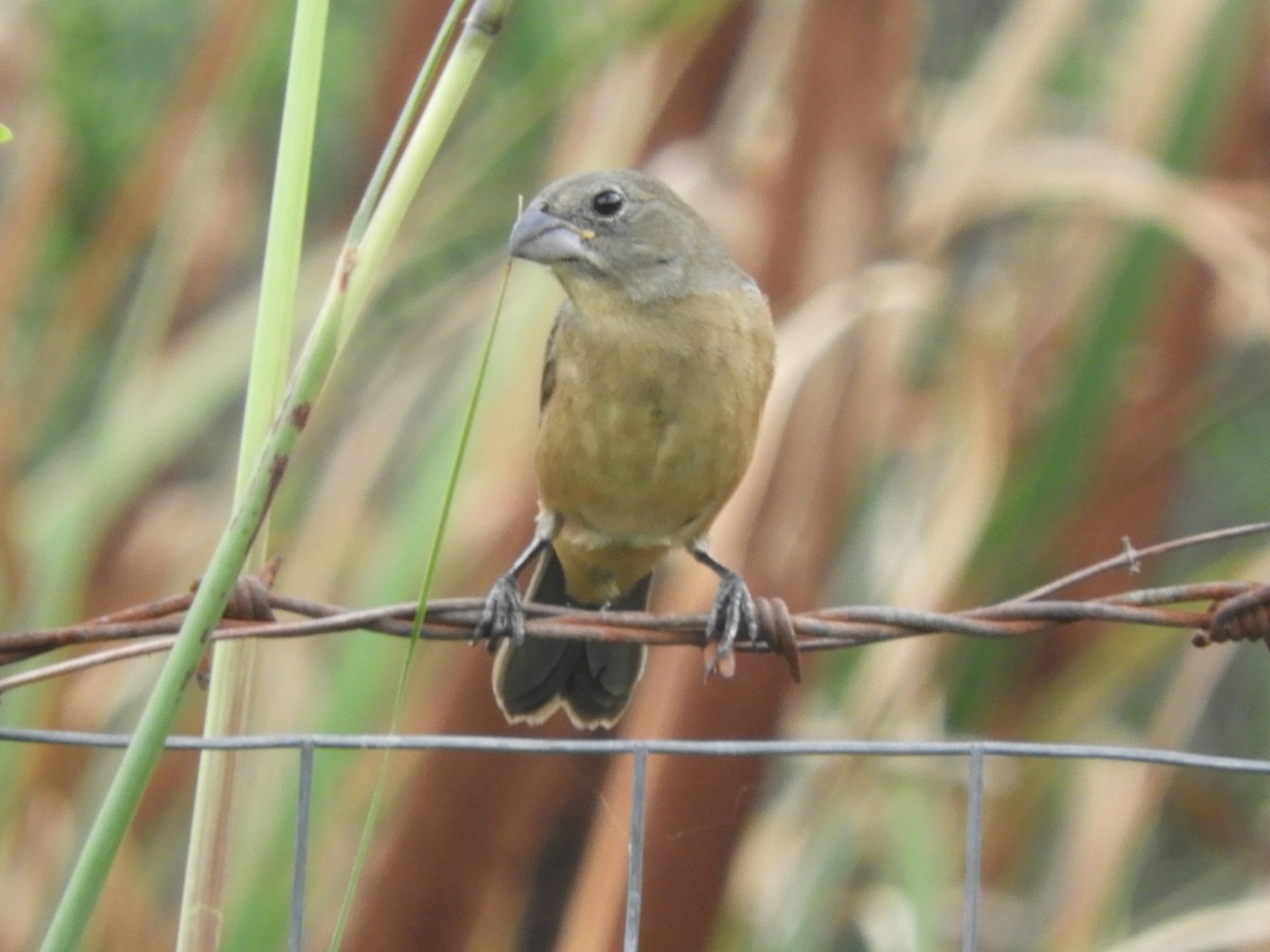 Glaucous-blue Grosbeak - ML652965904