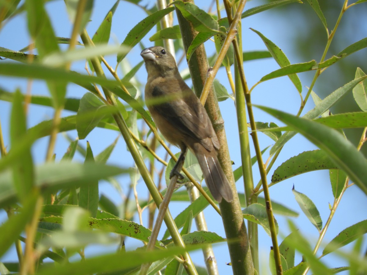 Glaucous-blue Grosbeak - ML652965906