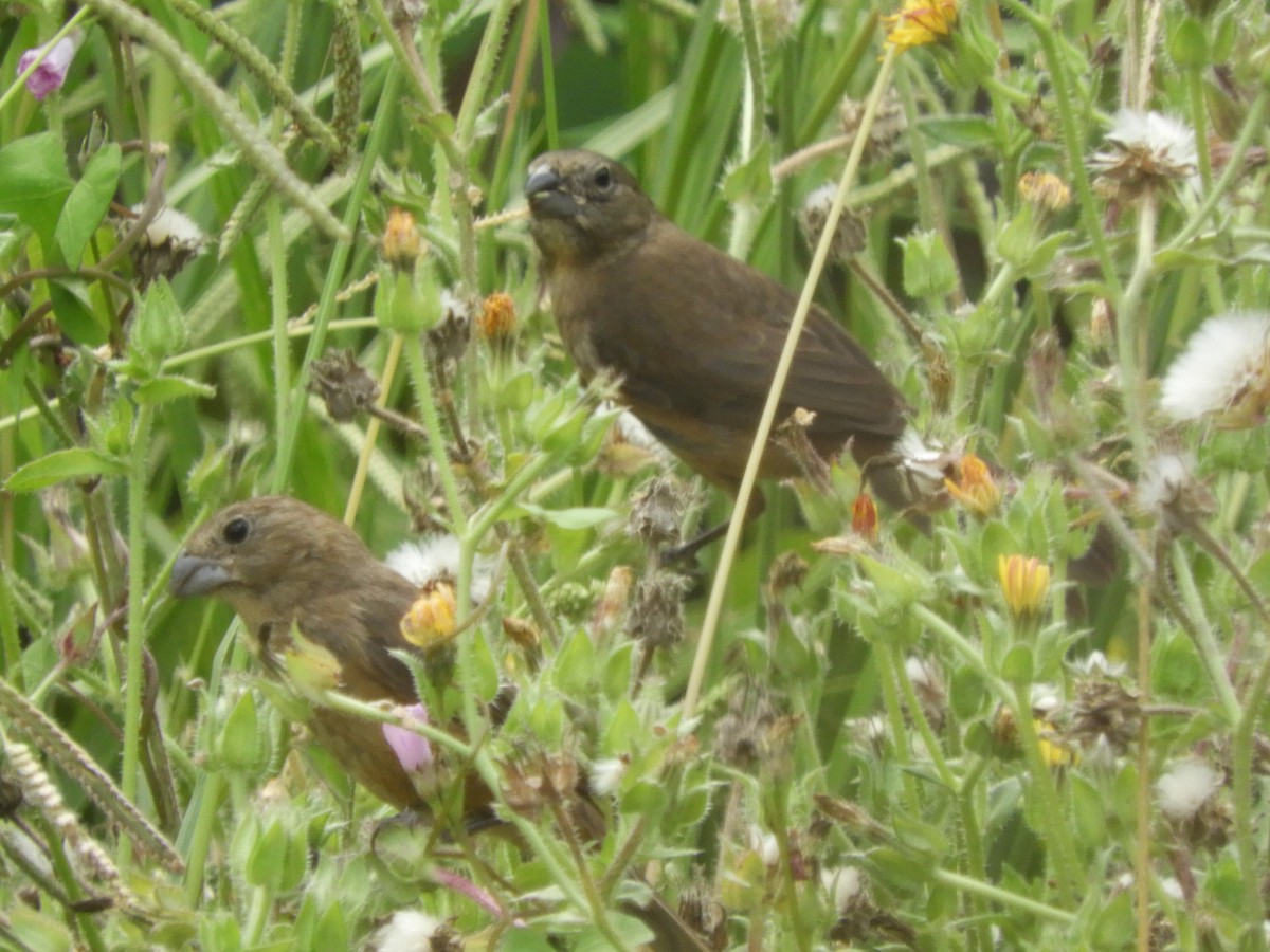 Glaucous-blue Grosbeak - ML652965907