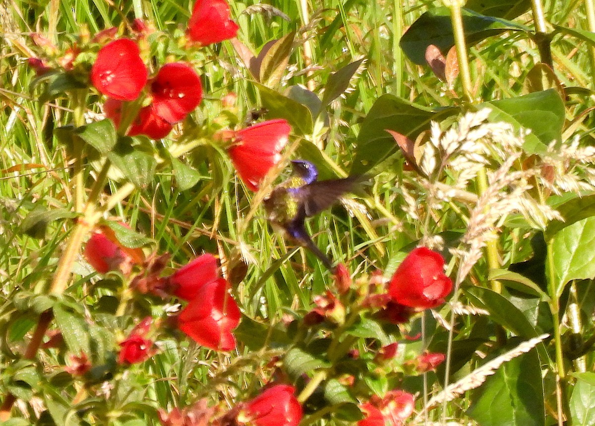 Purple-backed Thornbill - ML652965908