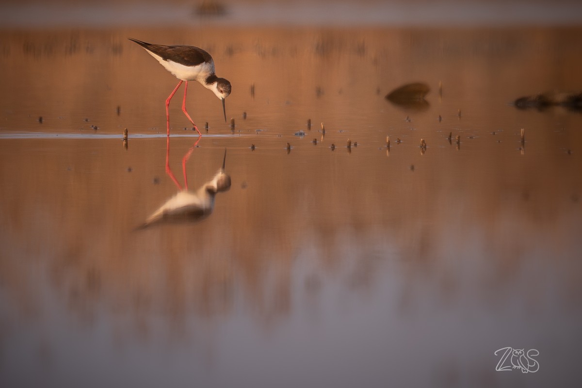 תמירון - ML652965909