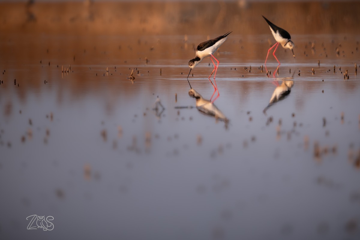 תמירון - ML652965910