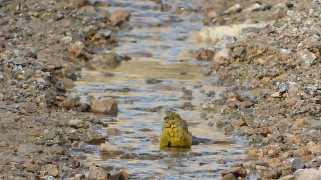 Greenish Yellow-Finch - ML652967048