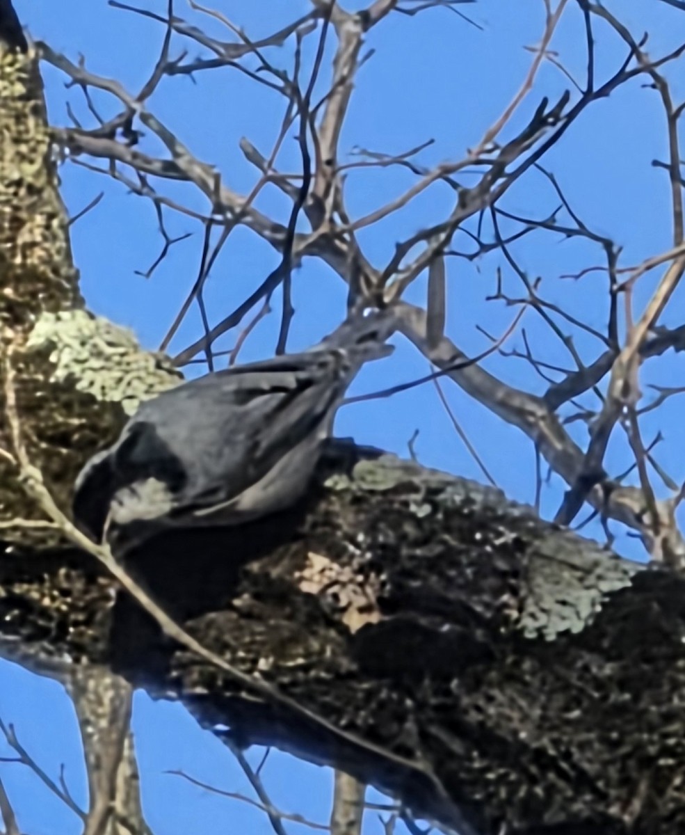 Beyaz Göğüslü Sıvacı - ML652967549