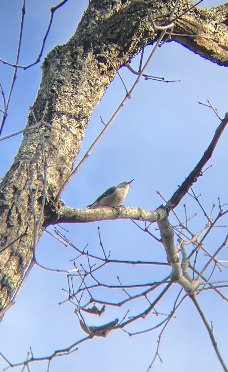 Beyaz Göğüslü Sıvacı - ML652968001