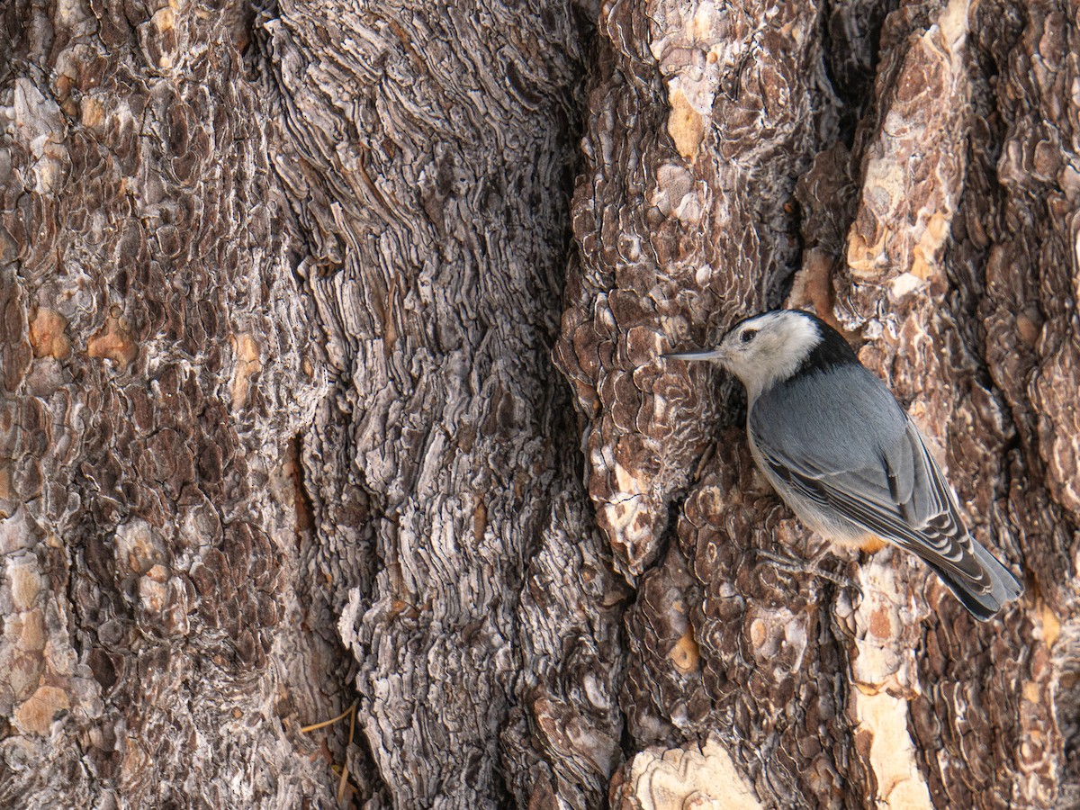 Beyaz Göğüslü Sıvacı - ML652968336