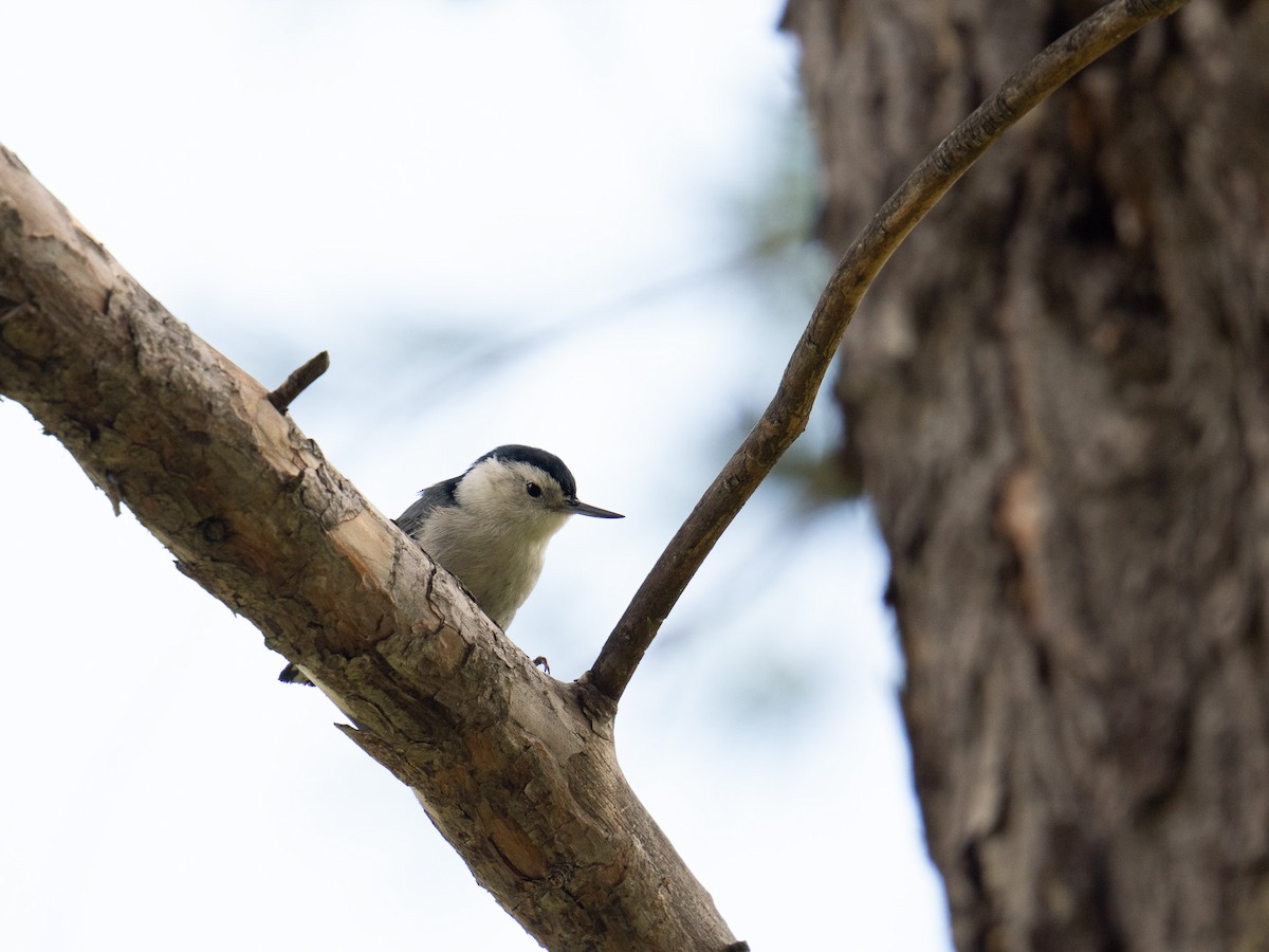 Beyaz Göğüslü Sıvacı - ML652968896