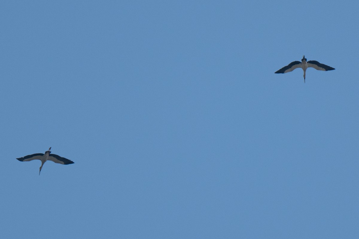 Picotenaza Asiático - ML652970415