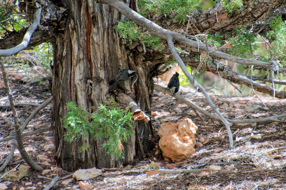 Beyaz Göğüslü Sıvacı - ML652970904