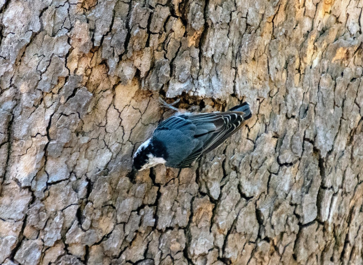 Beyaz Göğüslü Sıvacı - ML652970978