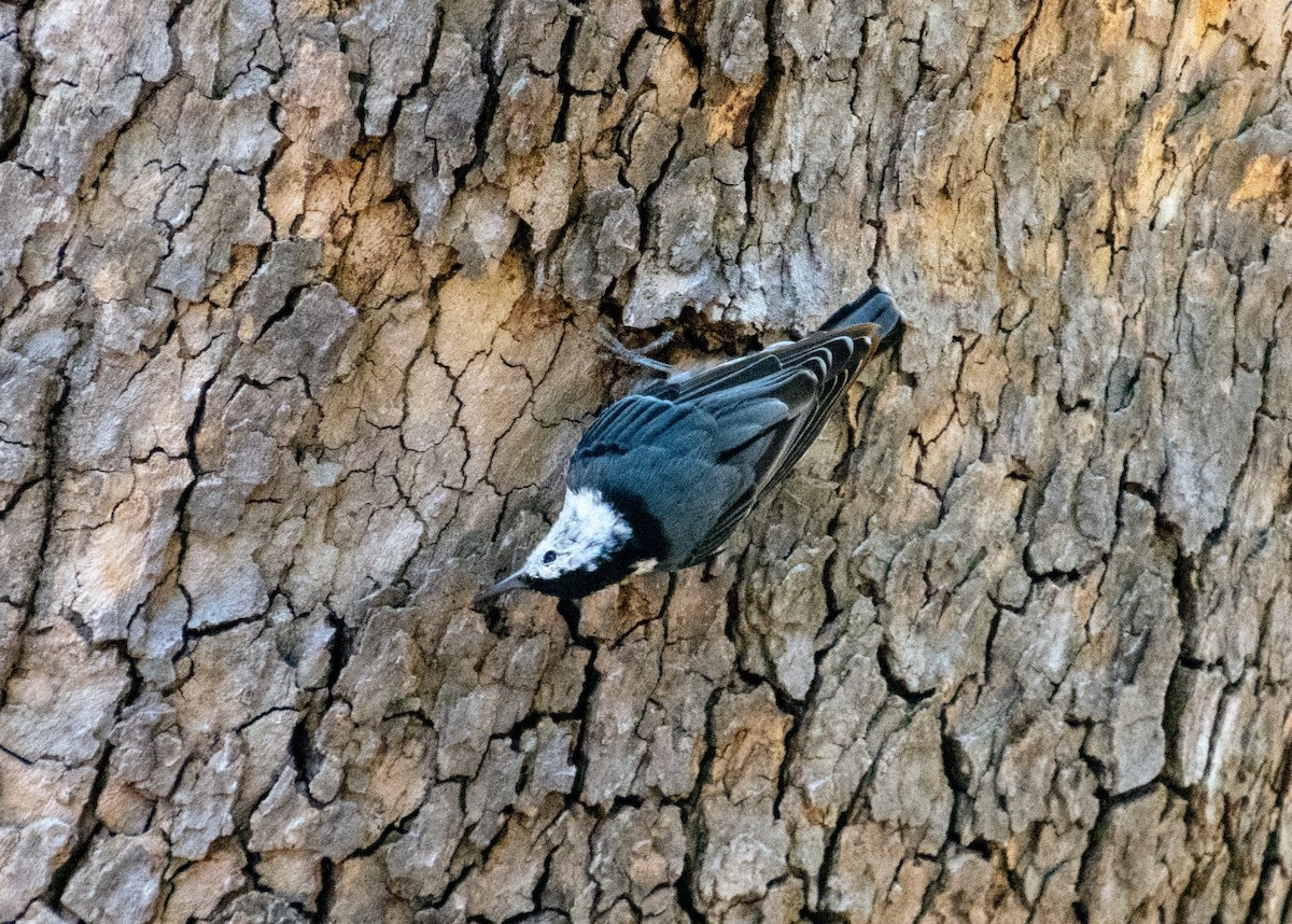 Beyaz Göğüslü Sıvacı - ML652970979