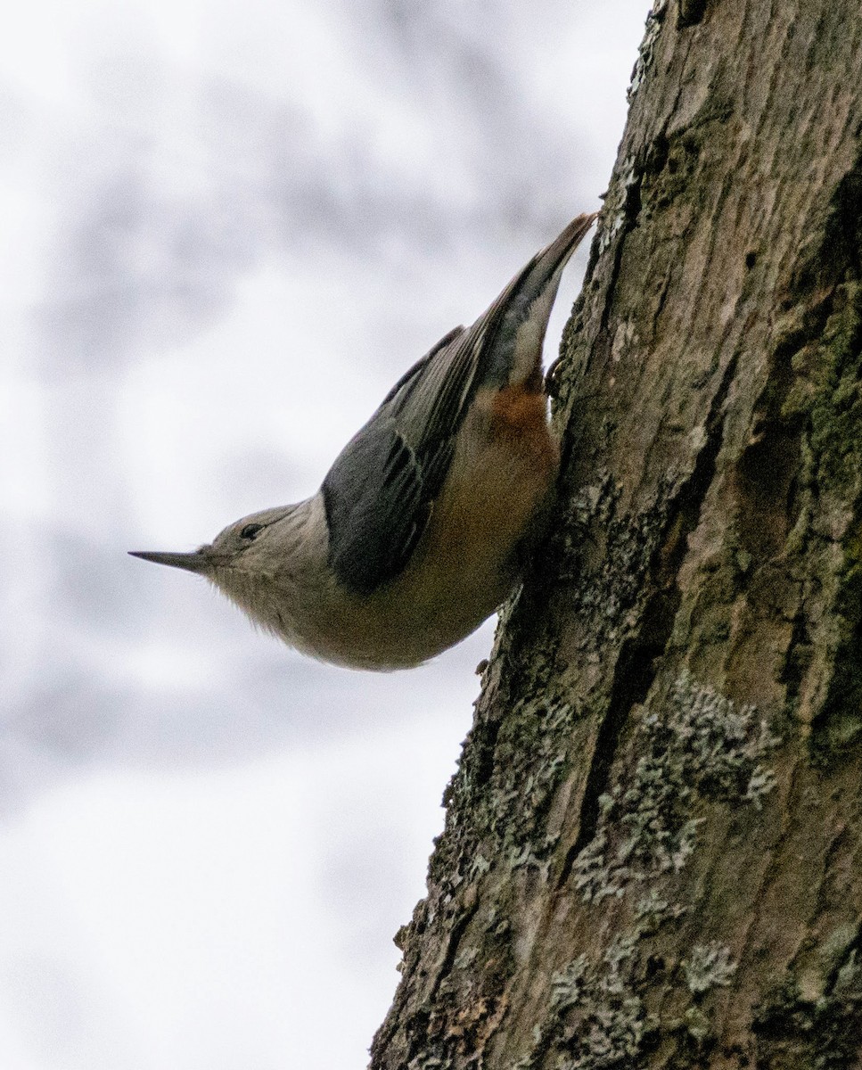 Beyaz Göğüslü Sıvacı - ML652971004