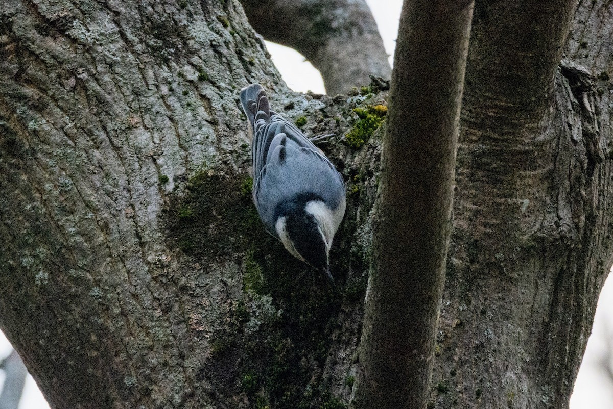 Beyaz Göğüslü Sıvacı - ML652971005