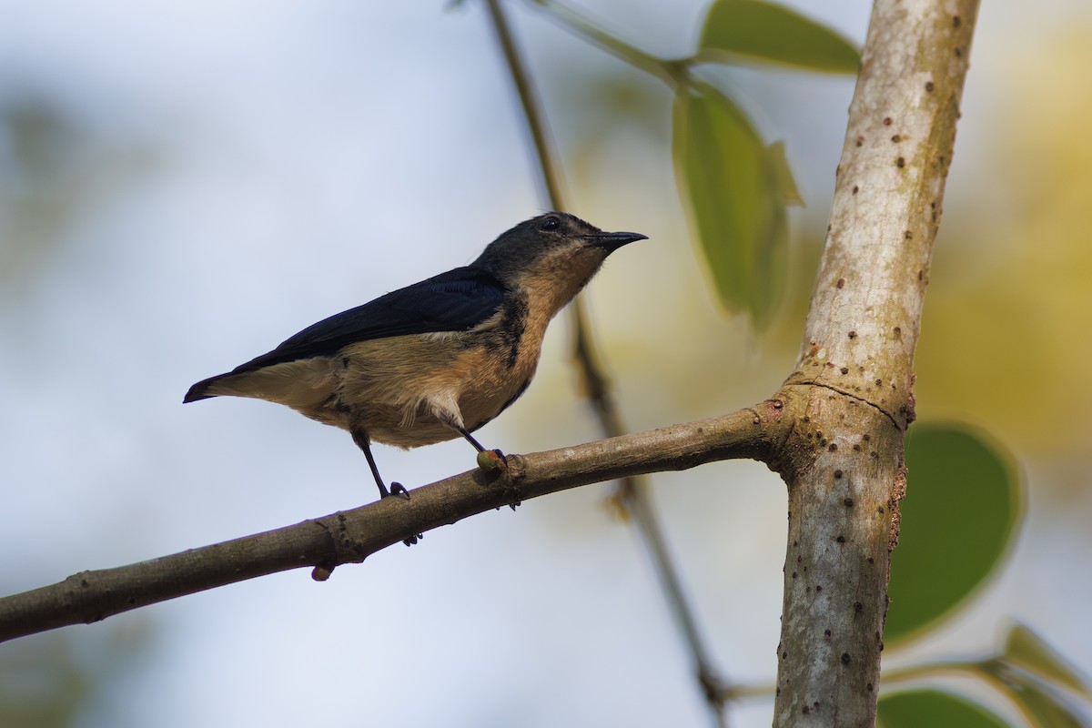 Cambodian Flowerpecker - ML652971630