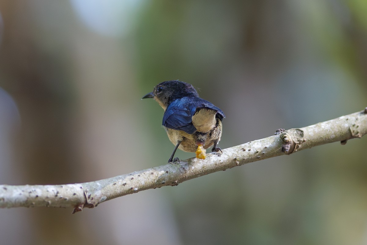 Cambodian Flowerpecker - ML652971634