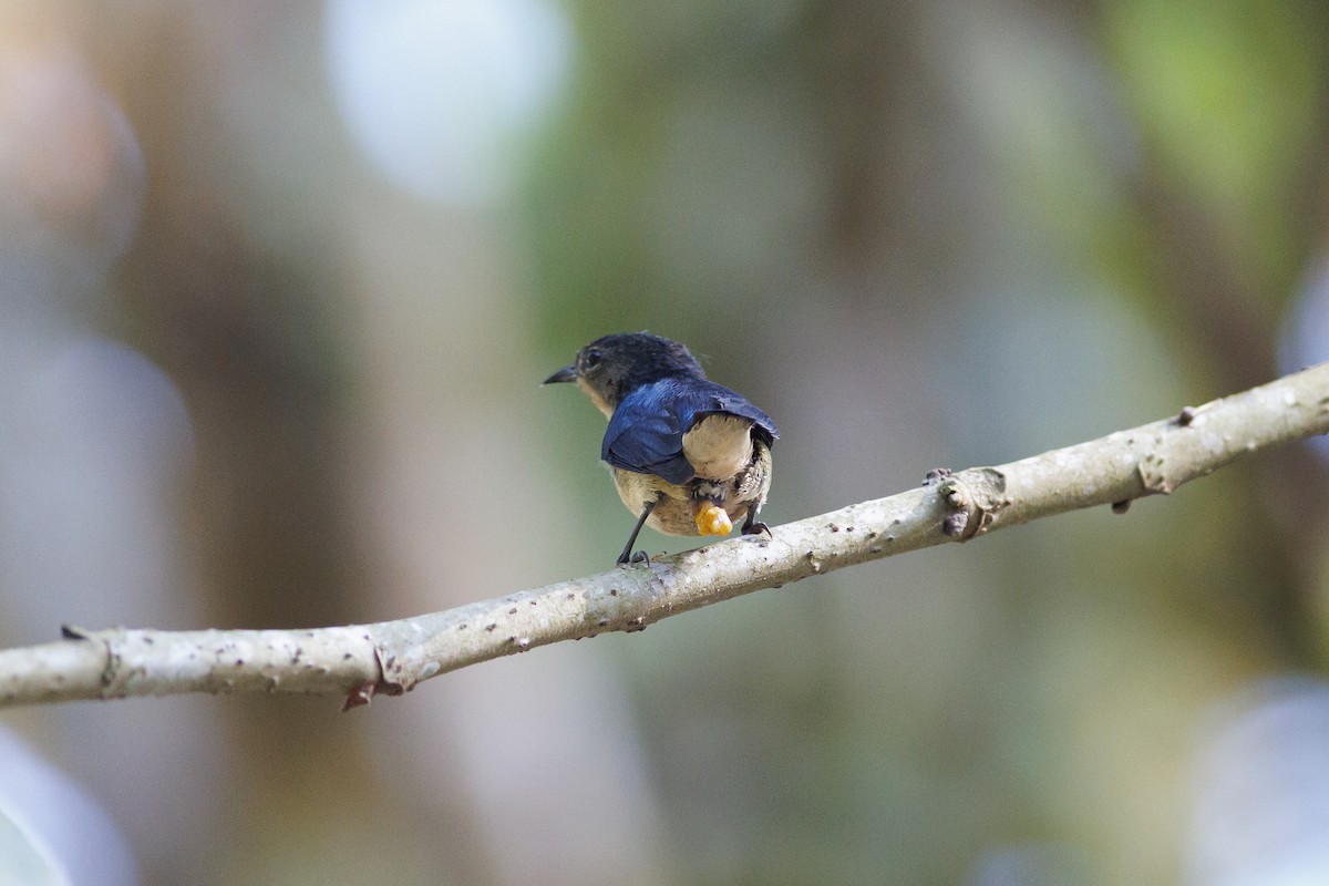 Cambodian Flowerpecker - ML652971637