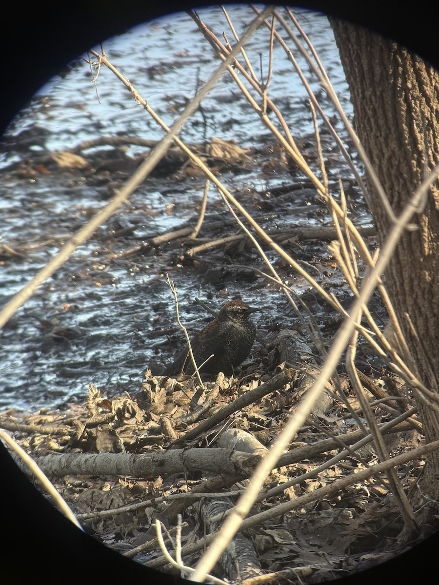 クロムクドリモドキ - ML652972528