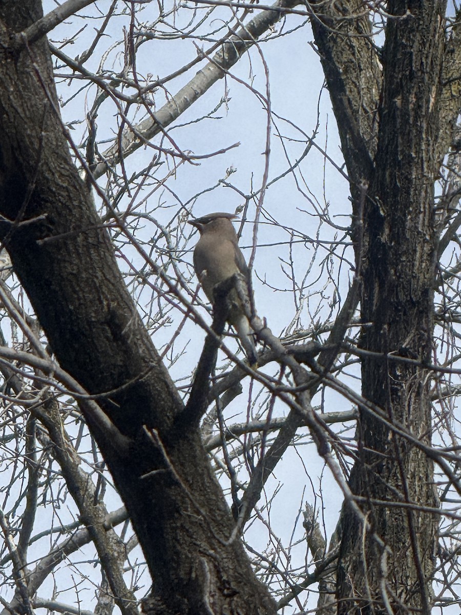 ヒメレンジャク - ML652972618