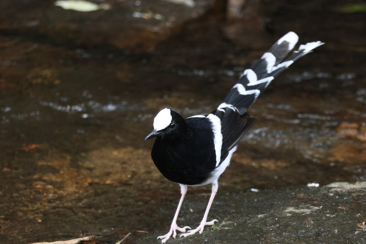 White-crowned Forktail (Northern) - ML652972881