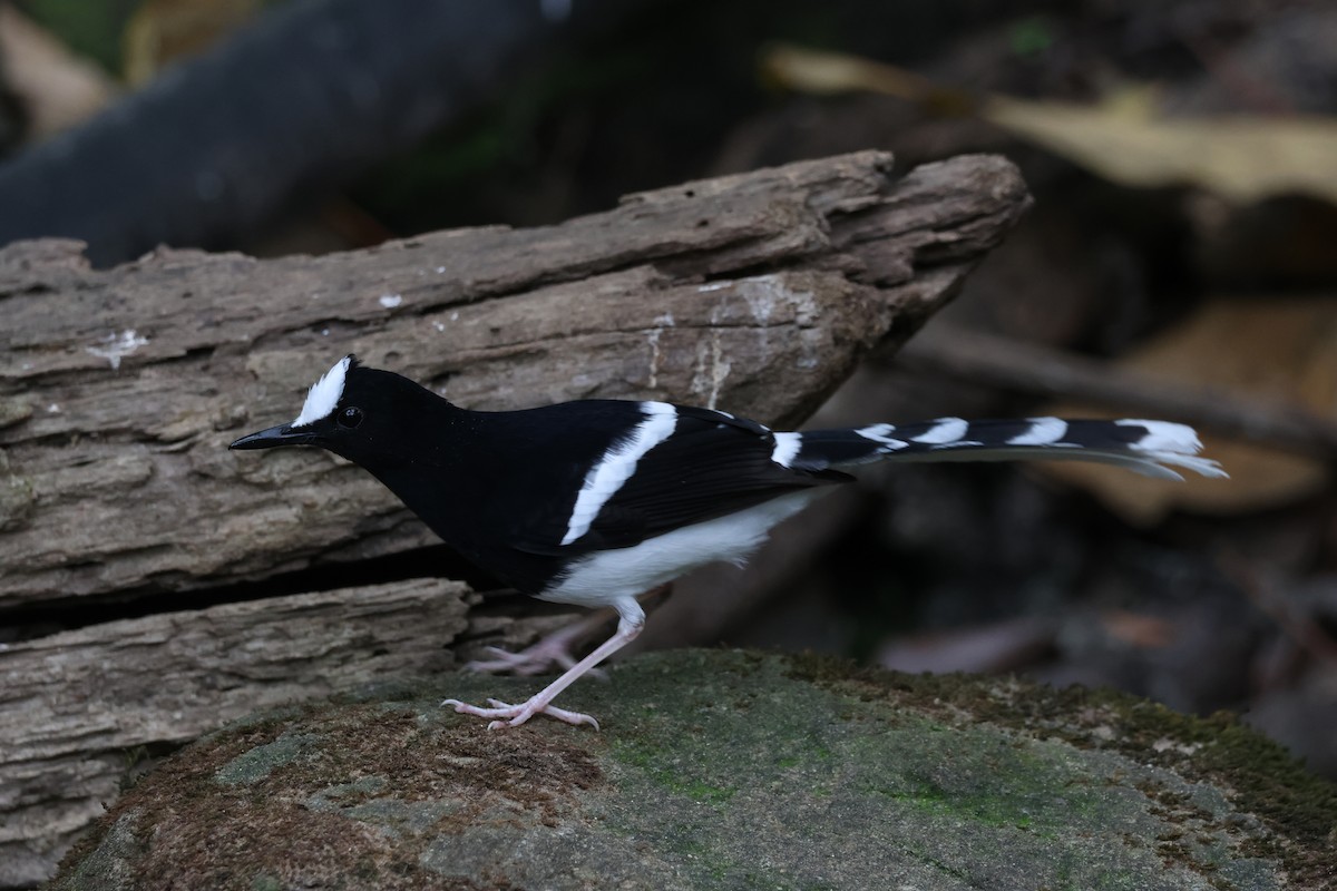 White-crowned Forktail (Northern) - ML652972882
