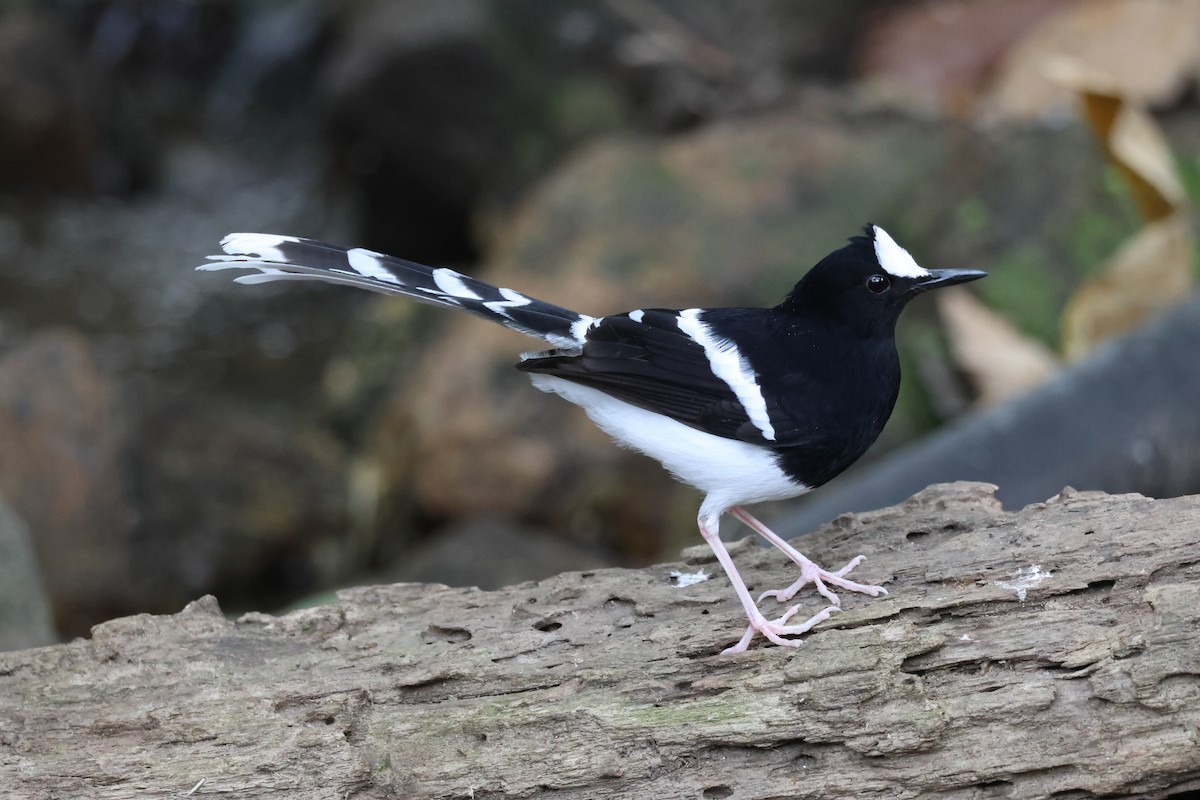 White-crowned Forktail (Northern) - ML652972883