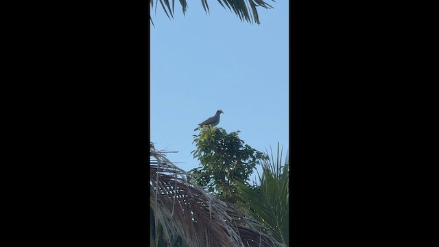 White-crowned Pigeon - ML652973253