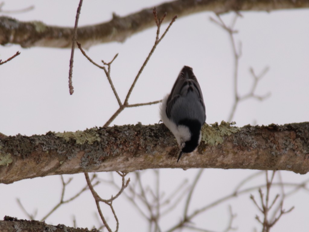 Beyaz Göğüslü Sıvacı - ML652973530