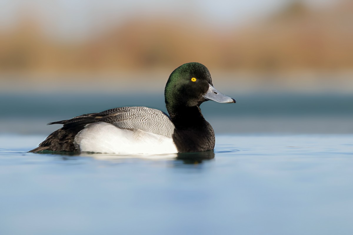 Bergente - ML652974002