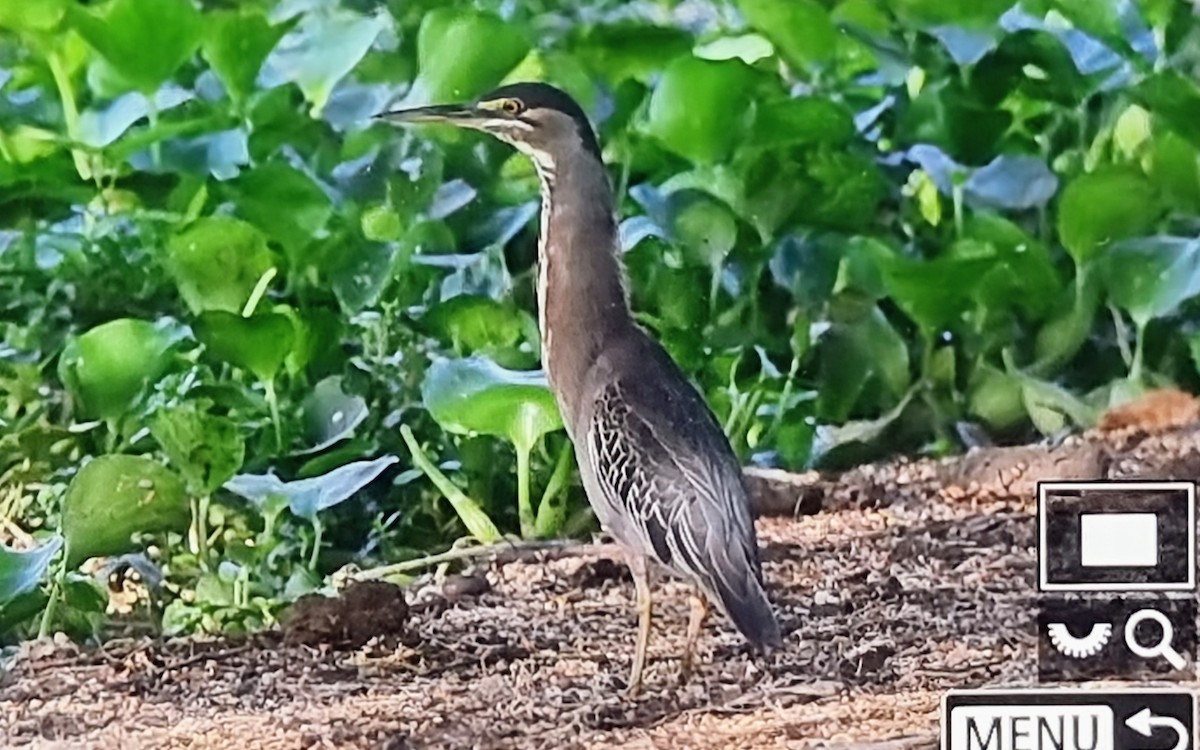 Striated Heron - ML652974149