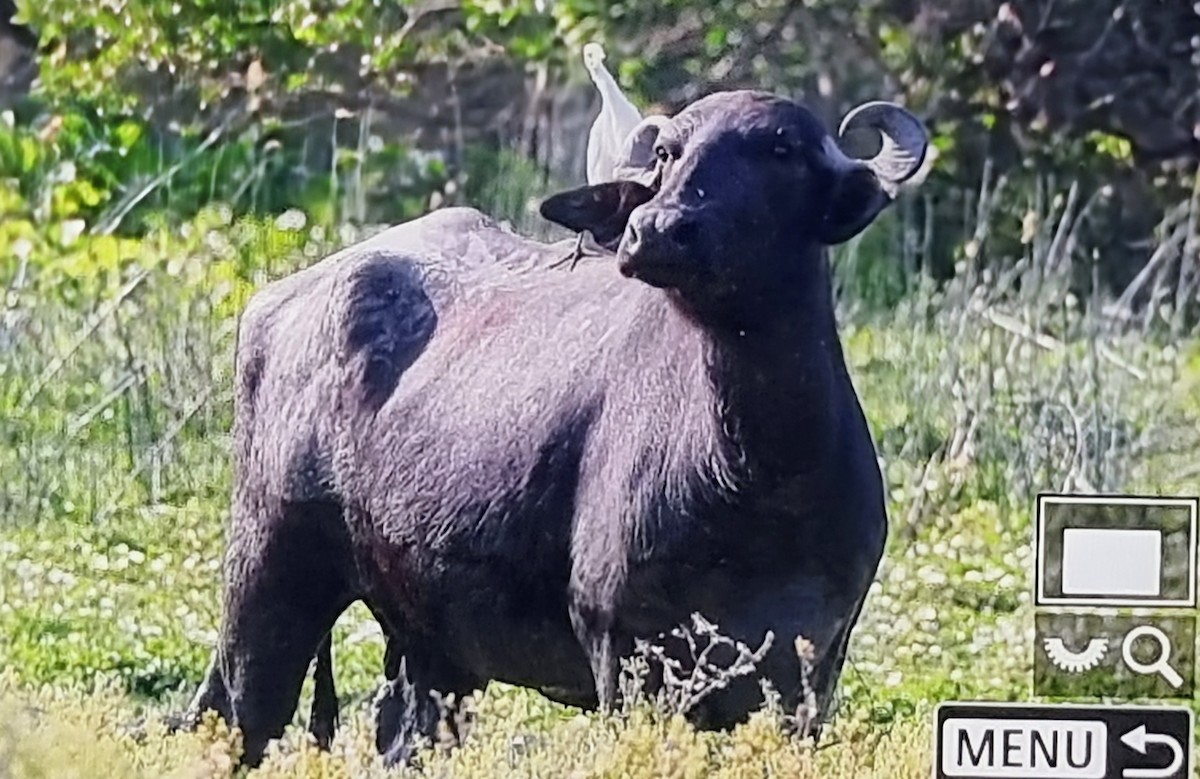 ニシアマサギ - ML652974222