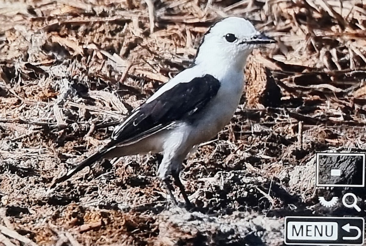 ゴマダラタイランチョウ - ML652974244