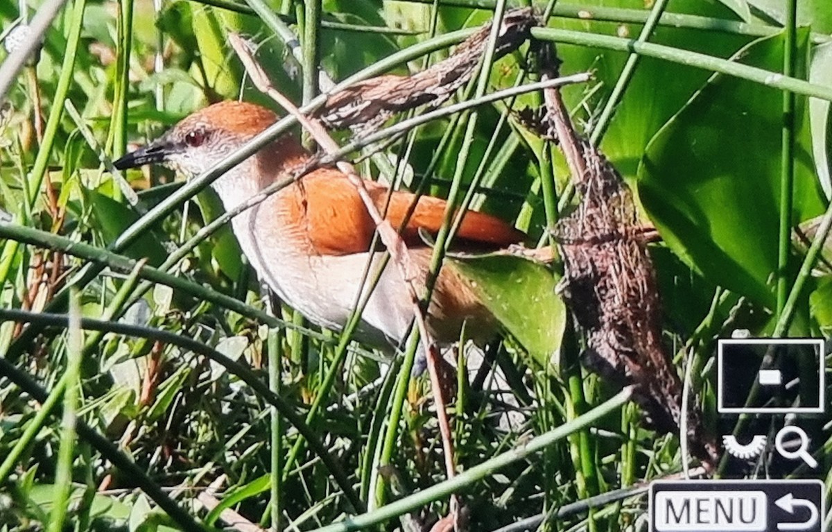 キバシリカマドドリ - ML652974315