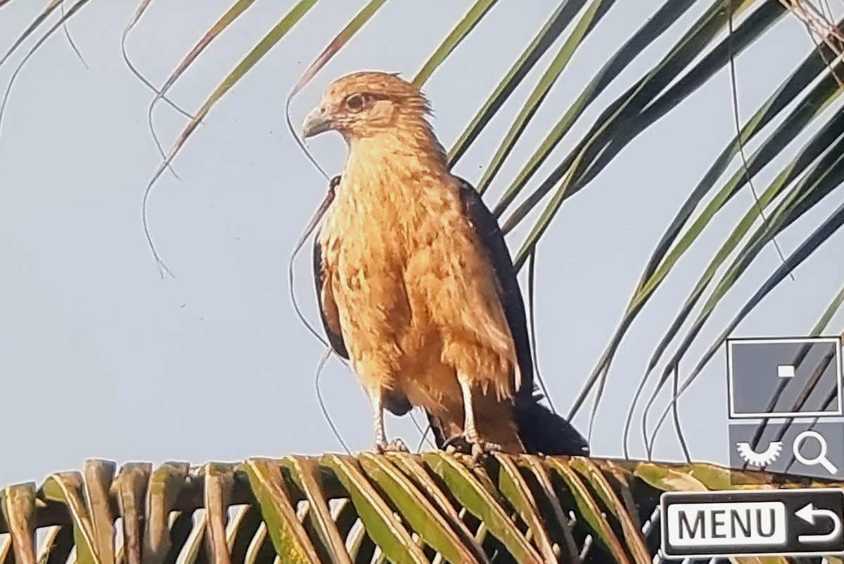 キバラカラカラ - ML652974339