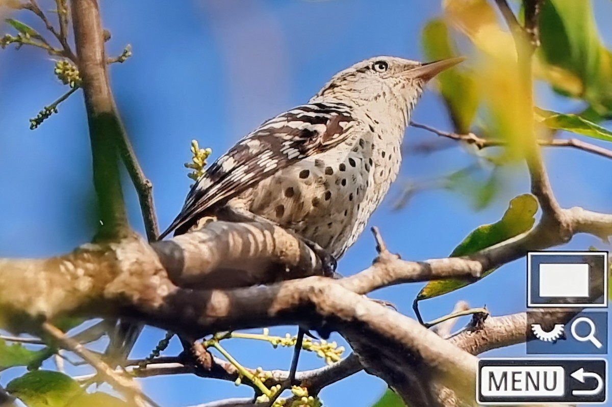 タテジマサボテンミソサザイ - ML652974377