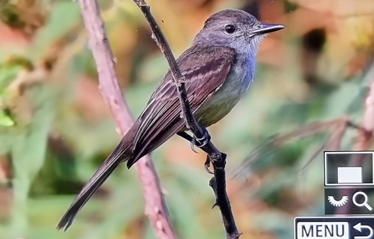 パナマヒタキモドキ - ML652974405