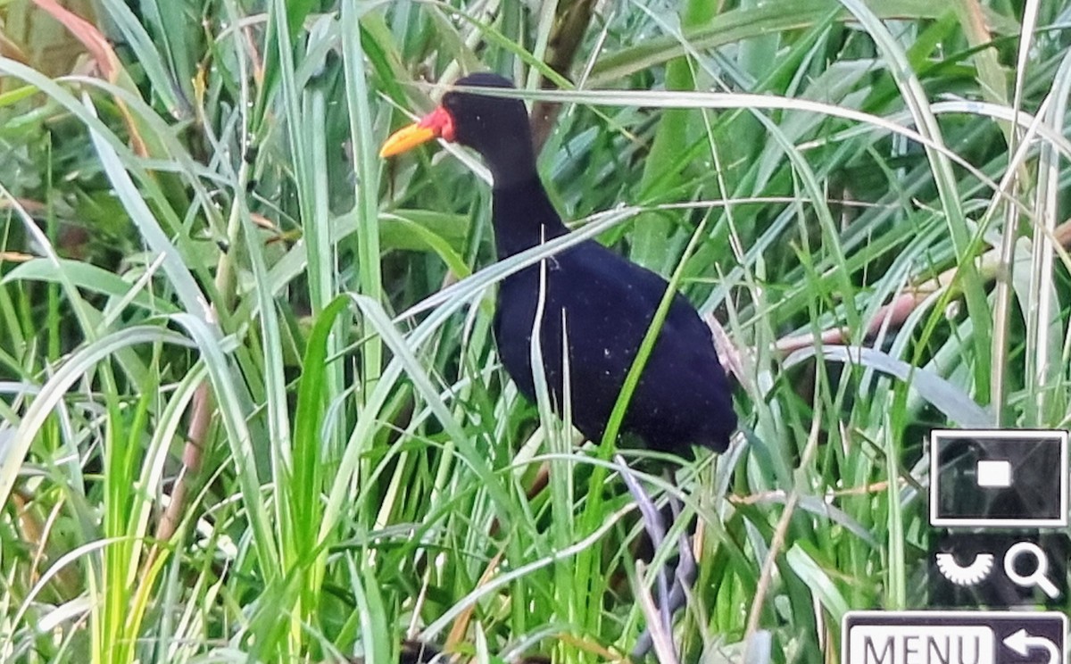 ナンベイレンカク（hypomelaena） - ML652974424