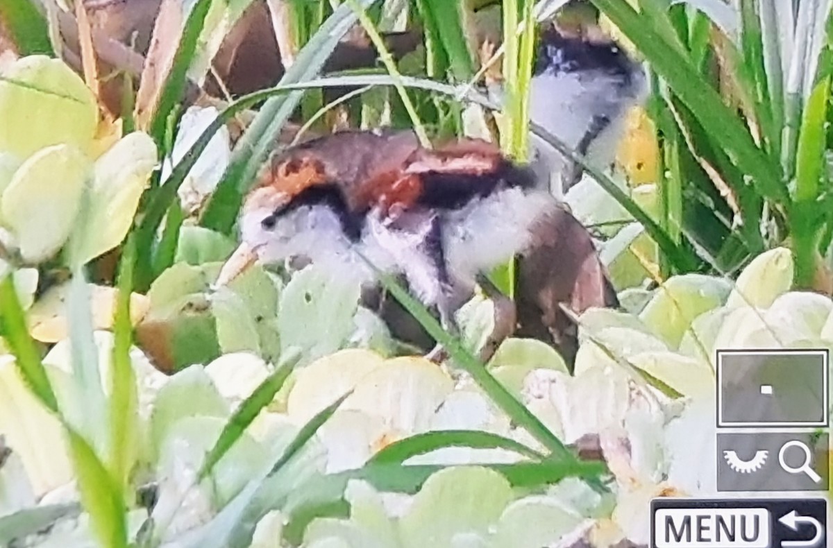 ナンベイレンカク（hypomelaena） - ML652974436