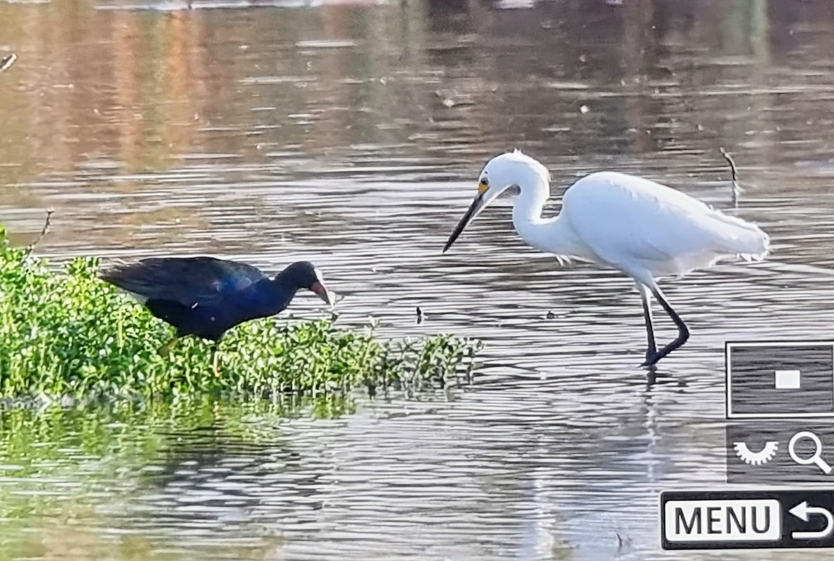 アメリカムラサキバン - ML652974445