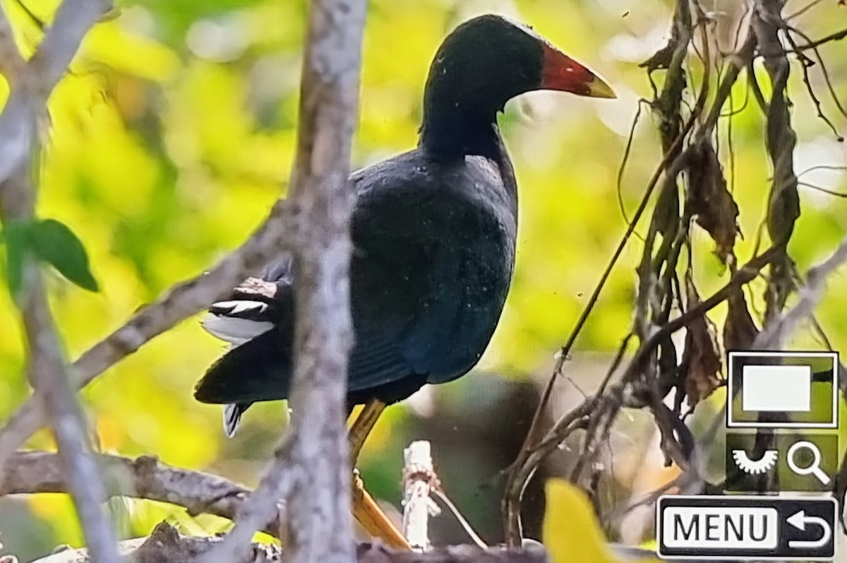 アメリカムラサキバン - ML652974455