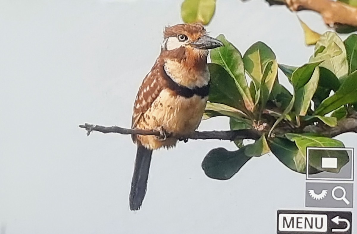Russet-throated Puffbird - ML652974485