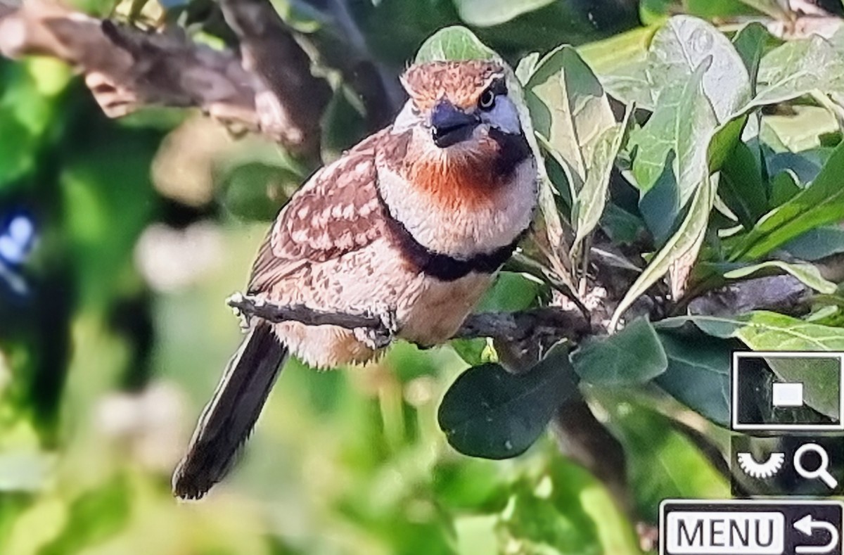 Russet-throated Puffbird - ML652974491