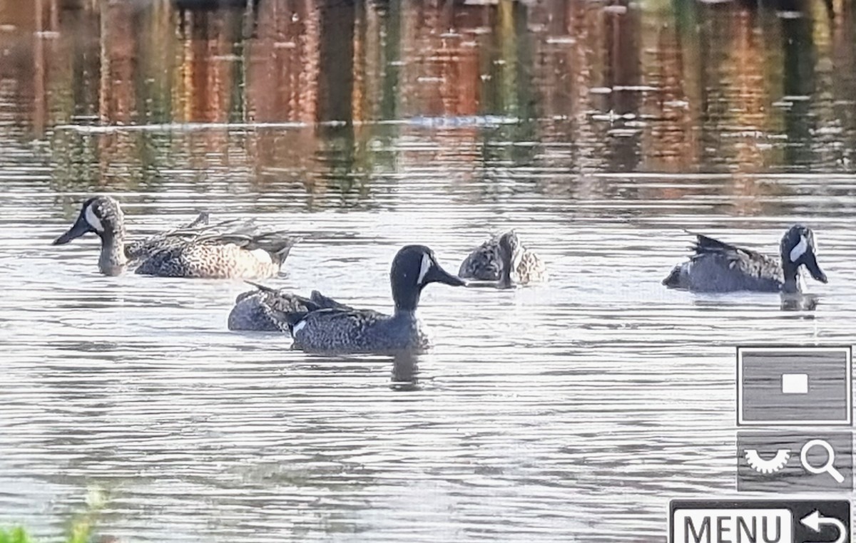 ミカヅキシマアジ - ML652974534