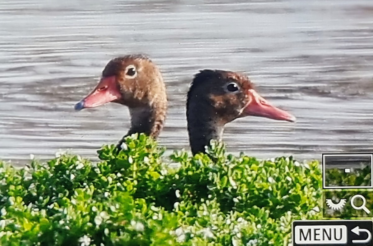 アカハシリュウキュウガモ - ML652974537