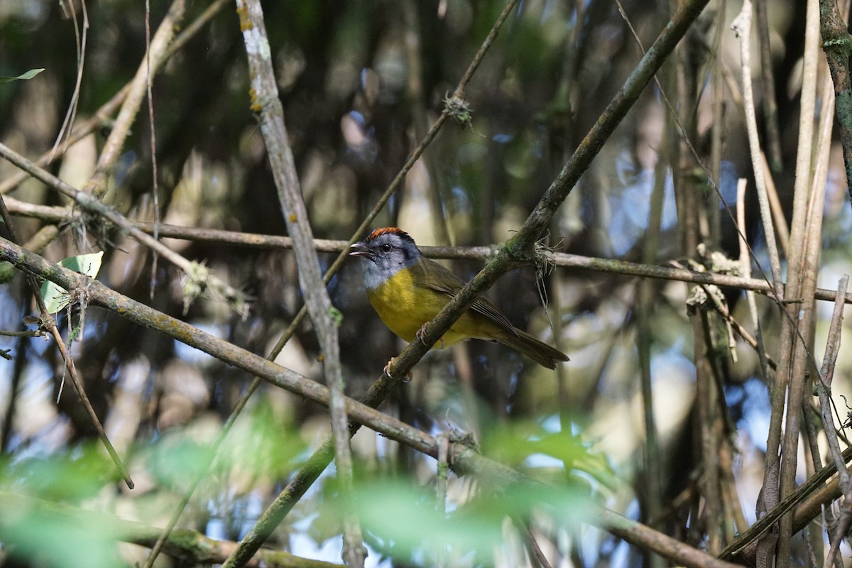 アカイタダキアメリカムシクイ - ML652974561