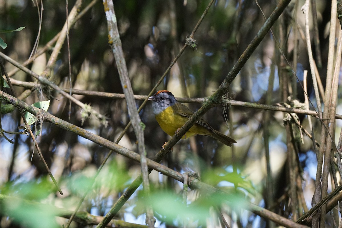 アカイタダキアメリカムシクイ - ML652974562