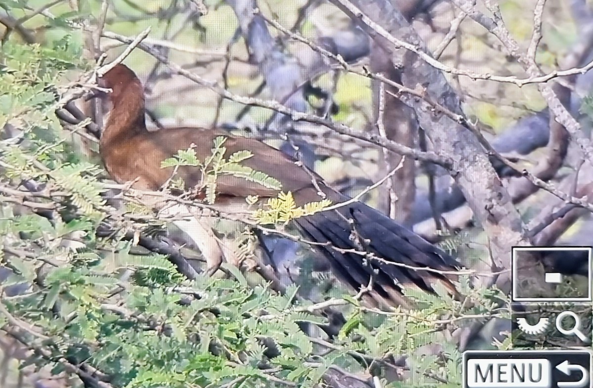 チャバネヒメシャクケイ - ML652974612