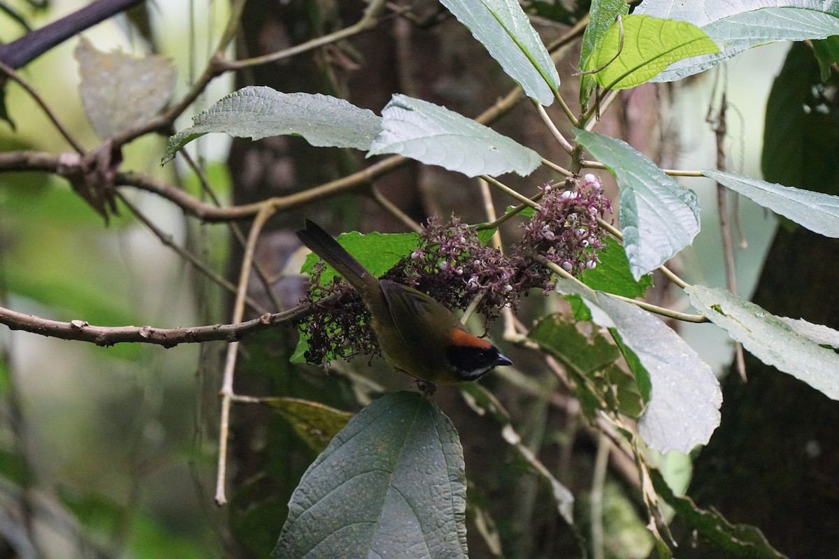 シラヒゲヤブシトド - ML652974617
